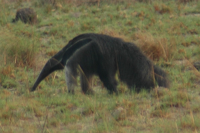 abaergross