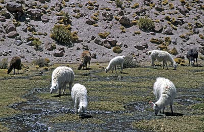2003_Chile_Argentinien_0147