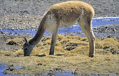 2003_Chile_Argentinien_0034
