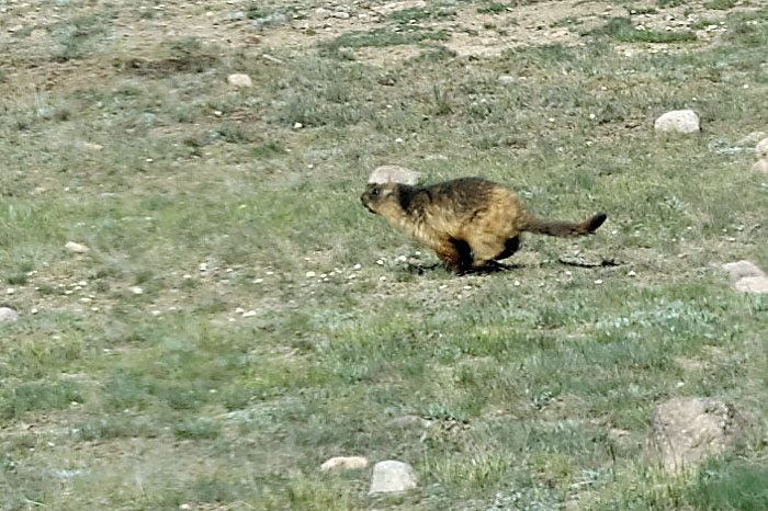goldenmarmot