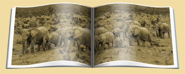 addoelefant_600