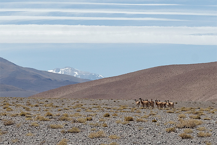 guanaco