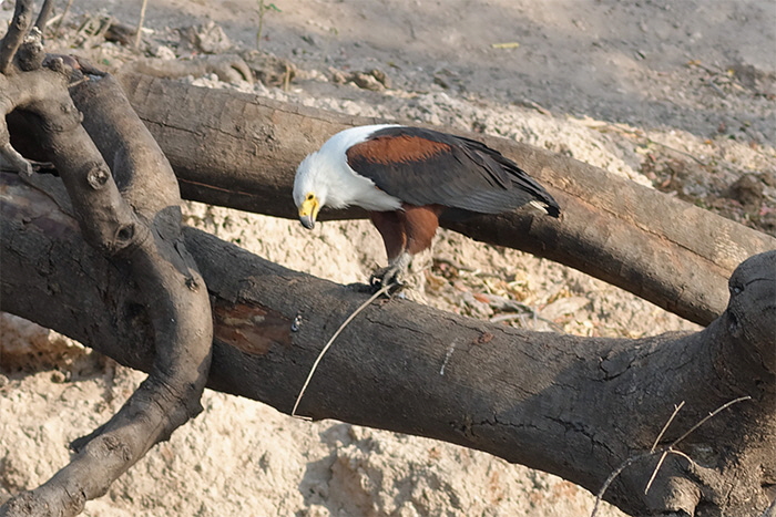 seeadler
