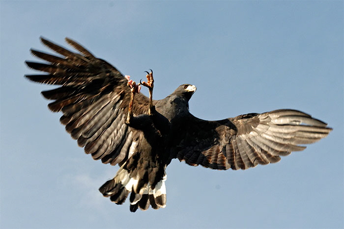 beutevogel