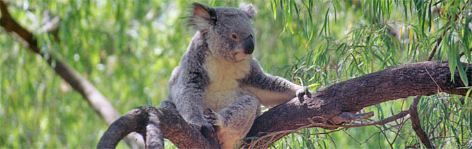 koala